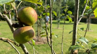 Traditionally an apple day would have been held to celebrate the autumn harvest