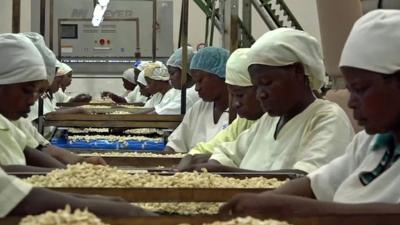 women processing cashew nuts