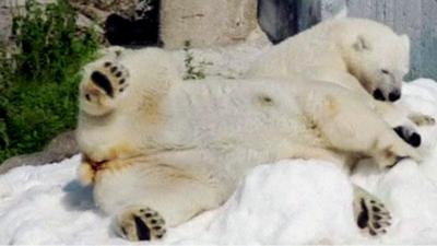 Polar bears at a zoo in Lapland in northern Finland