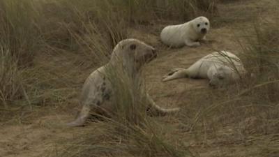 Twin seals