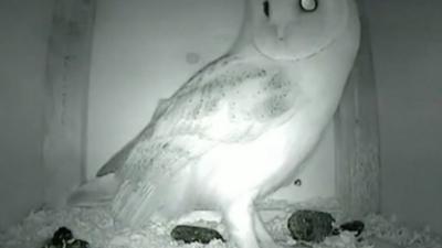 Barn owl in nesting box