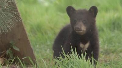 Video shows the four siblings learning to climb trees with their mother at Woburn Safari Park.