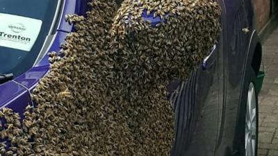 Bee swarm