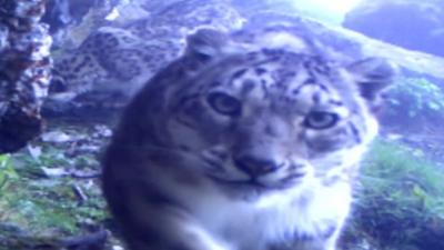 A snow leopard