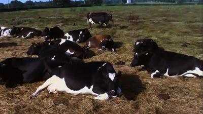 Cows in a field