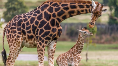 Giraffe and calf