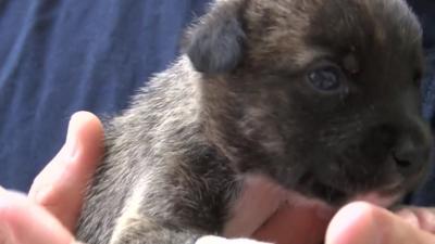 A puppy at a vet's clinic in Greece