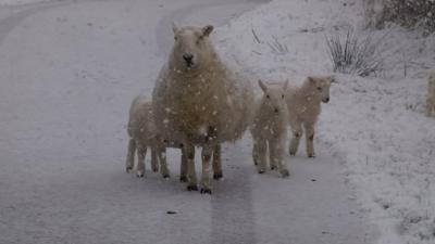 Sheep in the snow