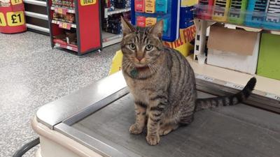 Susie the cat on a conveyor belt in a shop