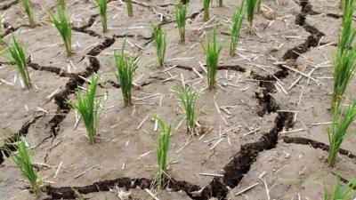 A rice paddy is cracked from a long drought in Paju, South Korea