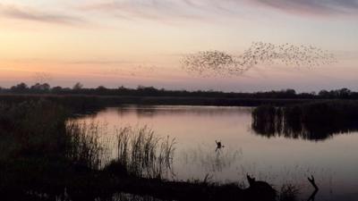 Starlings murmuration