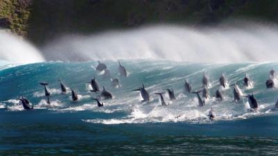 Bottlenose dolphins