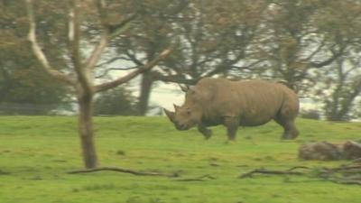 As Covid-19 threatens conservation work, Whipsnade Zoo is hoping for rhino breeding success.