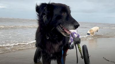 Dog on beach