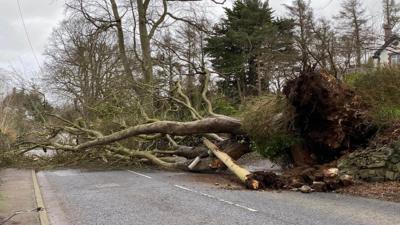 A fallen tree on the road in Downpatrick, County Down. Picture by BBC Weather Watcher 'Fiona'