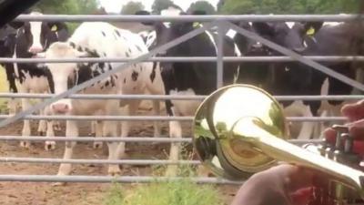 Man playing the trumpet to cows