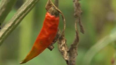 A chilli grown in a patio garden in Bangalore