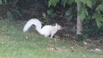 White squirrel