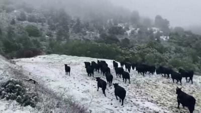 Cattle in snow in the Berkley Hills.