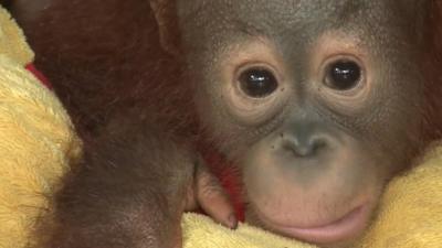 A baby orangutan