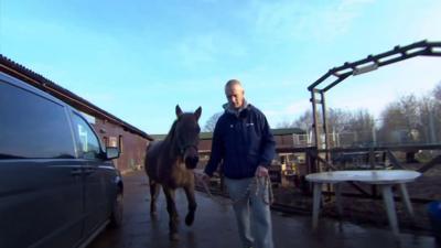 Rescue horse