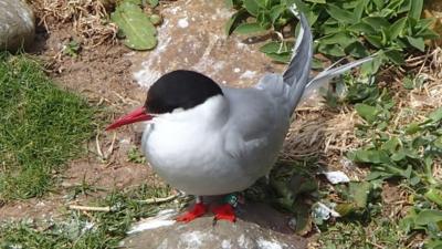 An Arctic Tern