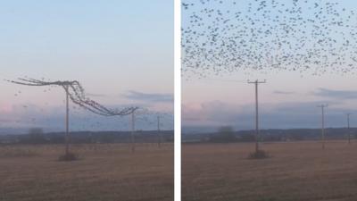 birds on cables