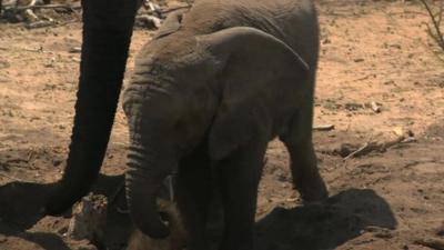 Baby elephant uses sand as sun cream