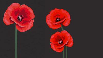 Red poppies