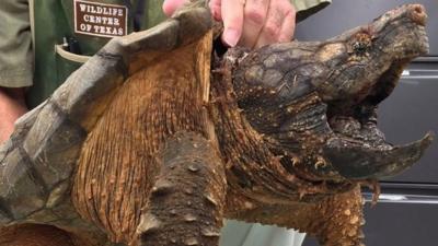 Alligator snapping turtle