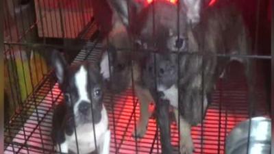 Puppies in cages