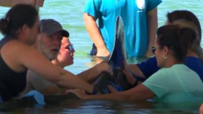 Tents were used to protect the whales from sun exposure, as rescuers worked to get them to safety.