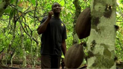 Cocoa farmer