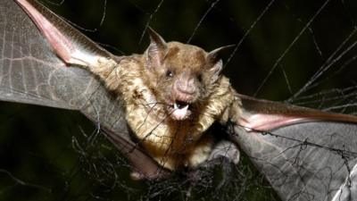 Vampire bat