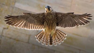 Peregrine falcon at Norwich Cathedral