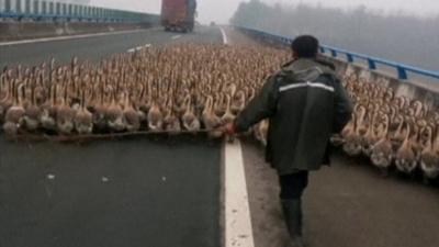 1,300 geese on the Erlianhot-Guangzhou expressway in China