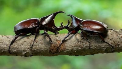 rhino-beetles.