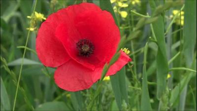 Poppies in a French field - centenary of the Battle of the Somme