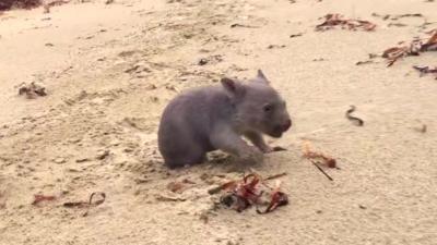 People in Australia are entering a special competition. The winner gets to cuddle a tiny wombat.