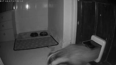 Badger wanders through cat flap