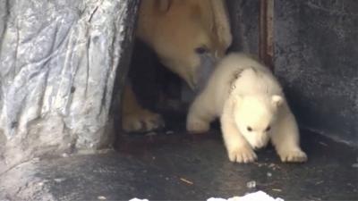 A baby polar bear being nudged out of a cave by its mum