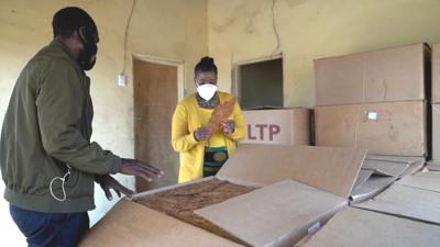 The BBC visits tobacco farms in South Africa