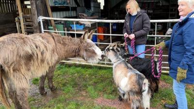 harold the donkey meets his goat friends