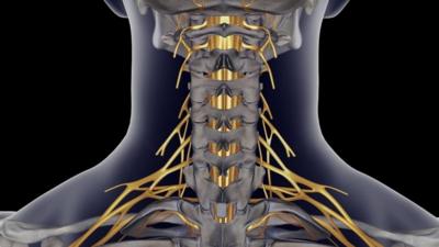 Nerves in the spine