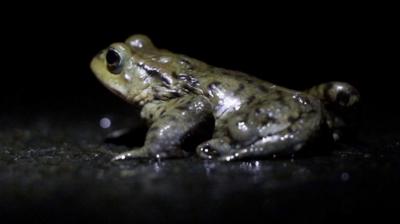 A toad on the road near Haltwhistle, shortly before being saved