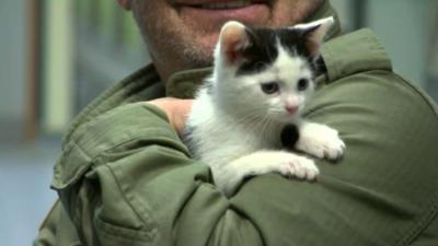 Bob Mortimer and cat