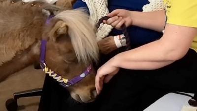 Star the therapy horse