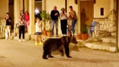 A crowd of people look at a bear in an Italian street