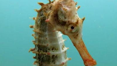 Seahorse close up