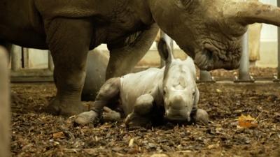 A baby rhinoceros